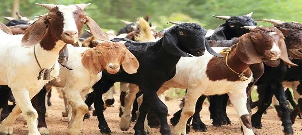 खसीबोका चोरी गर्ने गिरोहसहित मासु पसल सञ्चालक पक्राउ