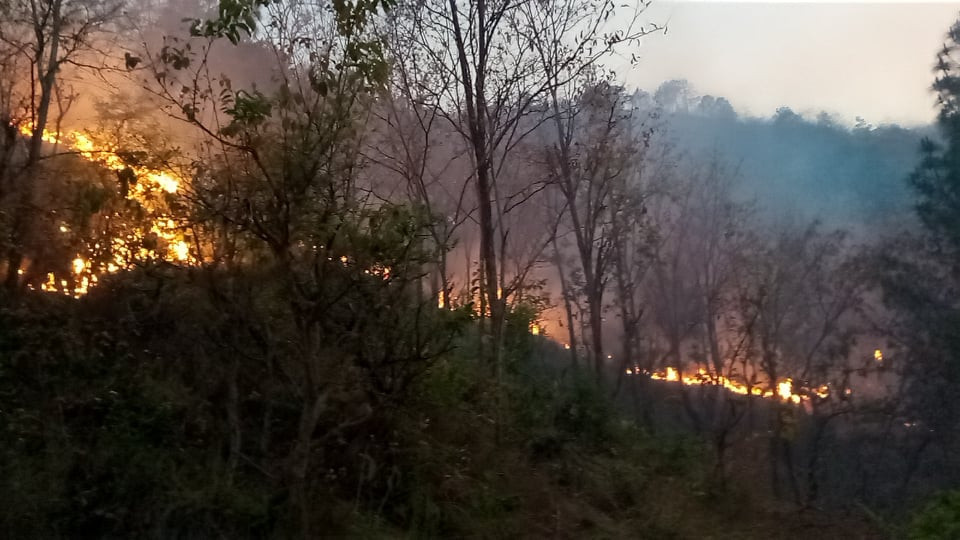 म्याग्दीको दुई सामुदायिक वनमा डढेलोः ३० हेक्टर वन क्षेत्रमा क्षति