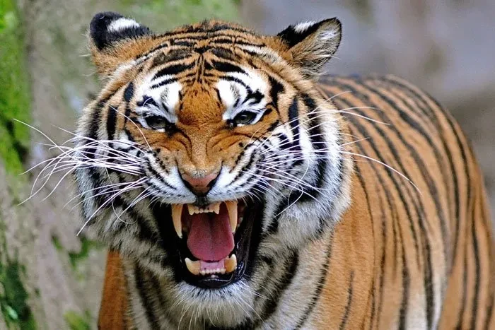 बाघको त्राससँग जिउँन बाध्य छन् बर्दियालीबासी