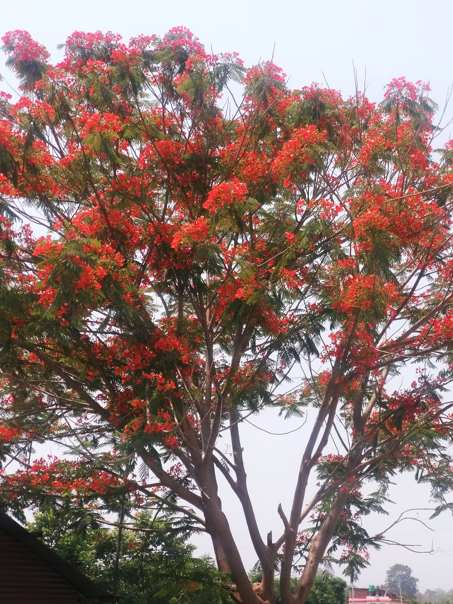 शिरिषको फूल