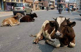 छाडा गाईको संरक्षणमा जुटेका नरबहादुर
