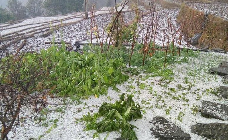 दुःखले हुर्काएको बाली असिनाले चुटेर नष्ट : किसान चिन्तित