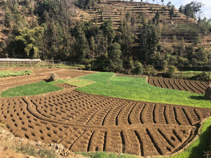 कृषिमा जापानी सीप र प्रविधि भित्र्याउन तालिम