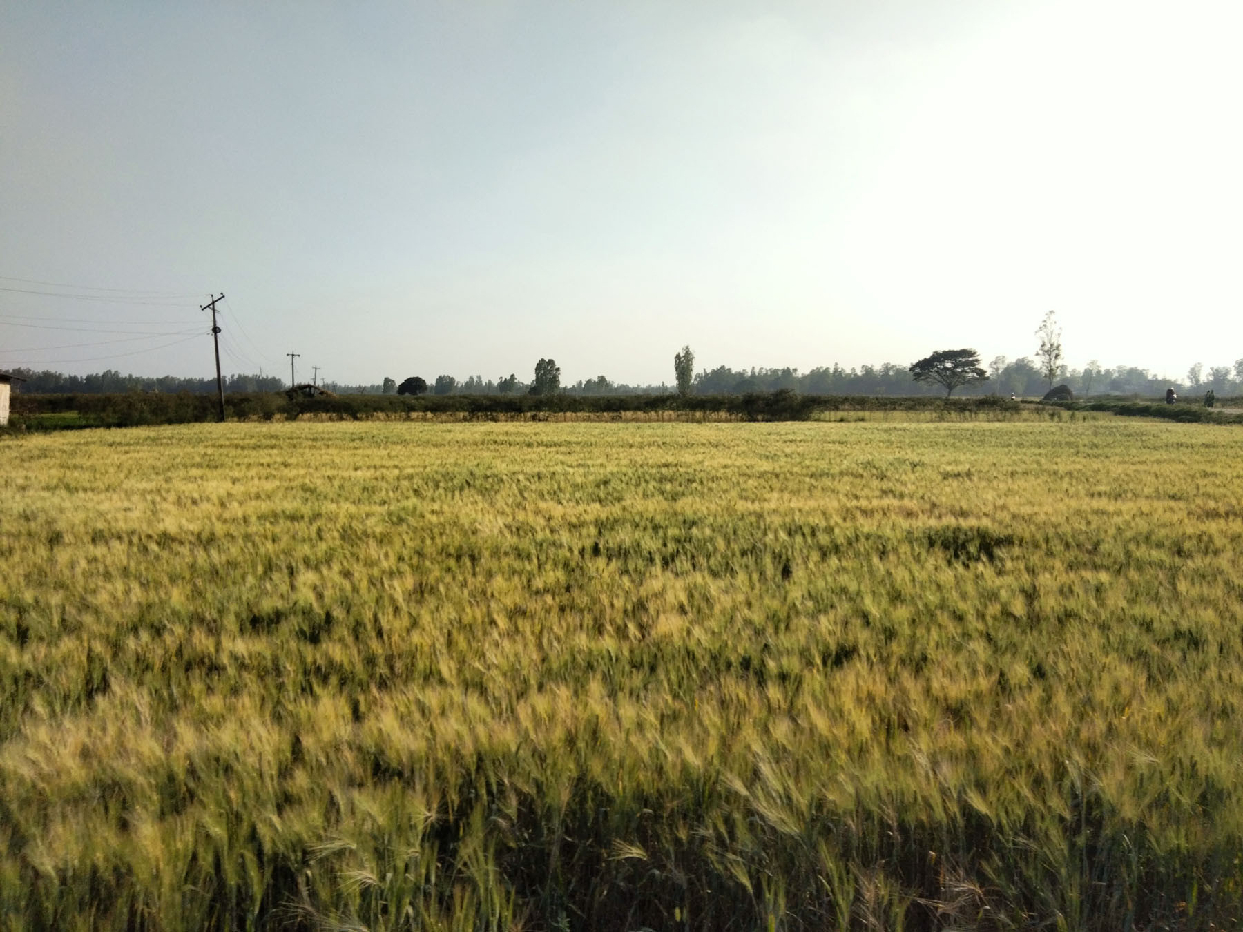 गहुँ खेती