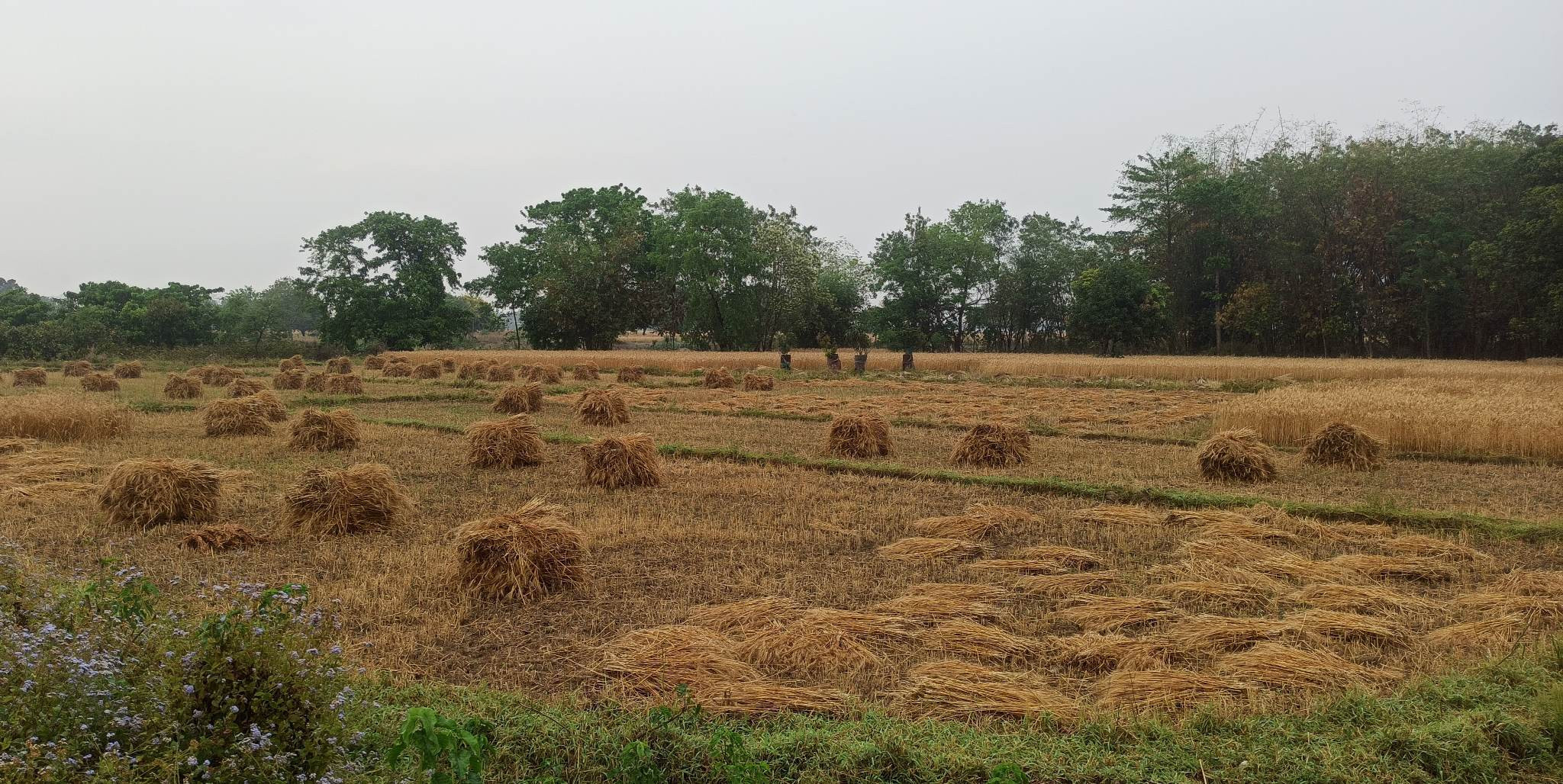 बेमौसमी वर्षाले गहुँ बालीमा क्षति