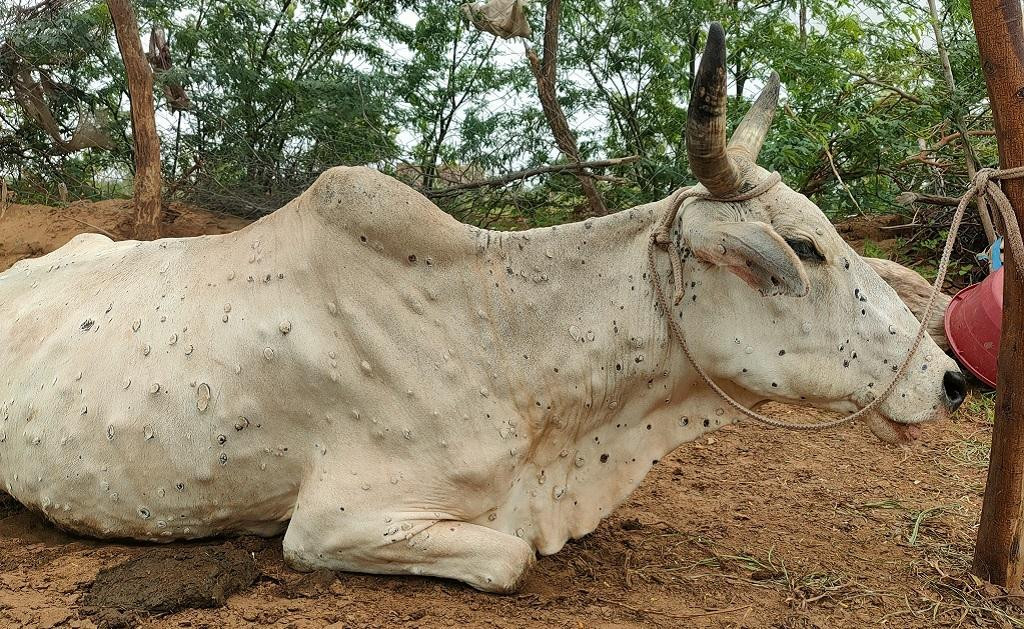 पशुचौपायामा  ‘लम्पी स्कीन’ को सङ्क्रमण