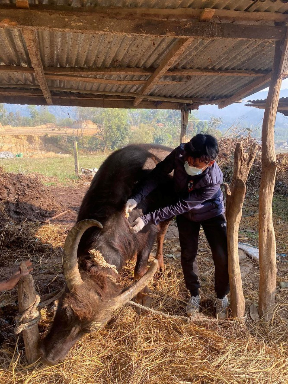 तीन लाख पशुमा पूर्णखोप लगाइँदै